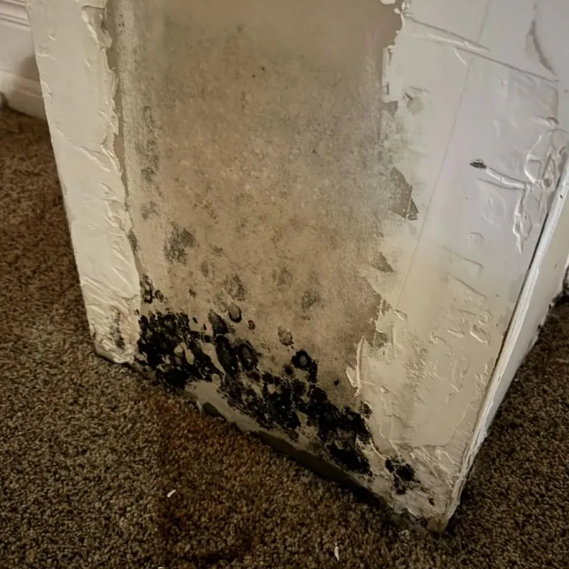 Professional Mold Removal in Chase City, VA